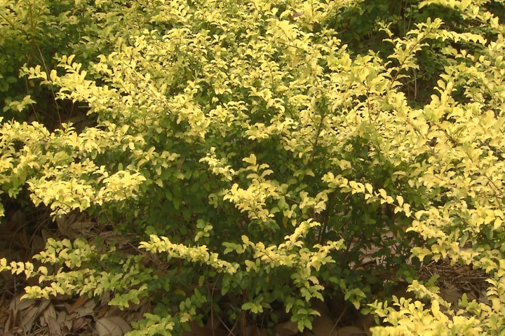 Sunshine privet fills, brightens landscapes 
